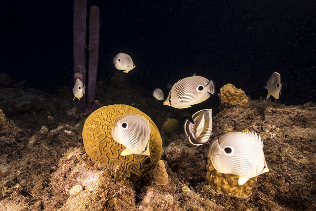 Seascape with Butterflyfish while spawning of Grooved Brain Coral in coral reef