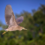 Juvenile Black-crowned night heron in flight at Venice Area Audubon Rookery, Venice, Florida Juvenile Black-crowned night heron in flight at Venice Area Audubon Rookery, Venice, Florida.  The Venice Area Audubon Rookery is most active during the nesting season, from November to May. It provides excellent views of many bird species nesting in their natural habitat.