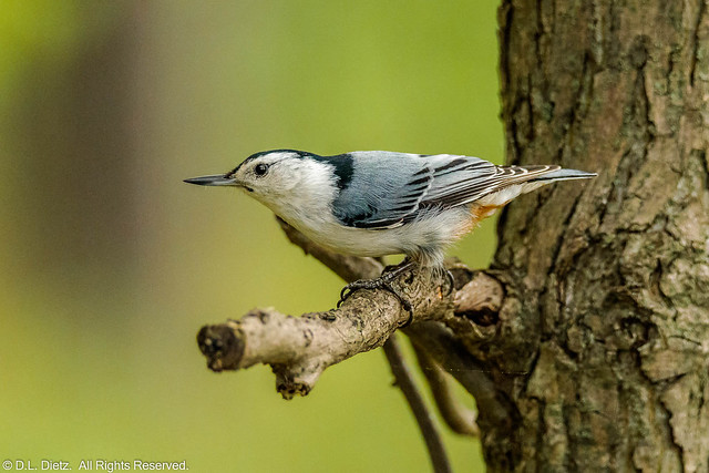 White-Breasted Nuthatch - 2020-05-25