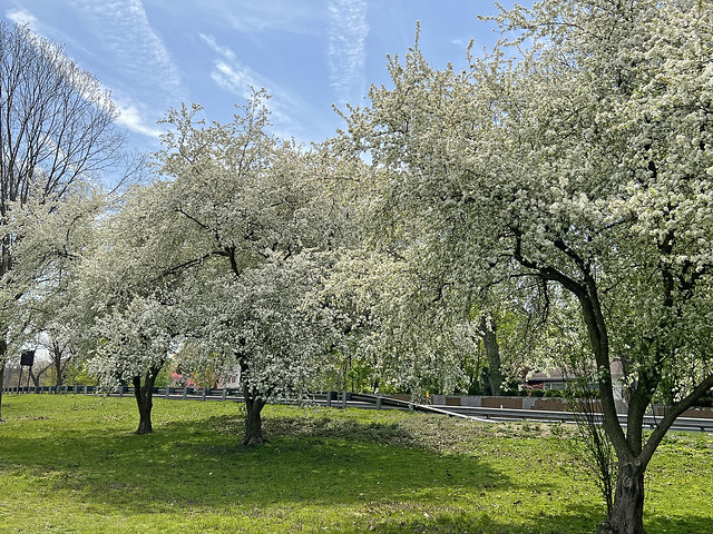 Picture Of A White Cherry Blossom Tree. Photo Taken Sunday May 1, 2022