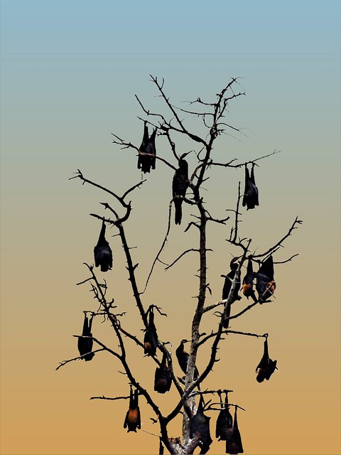 Flying Foxes and Cormorants