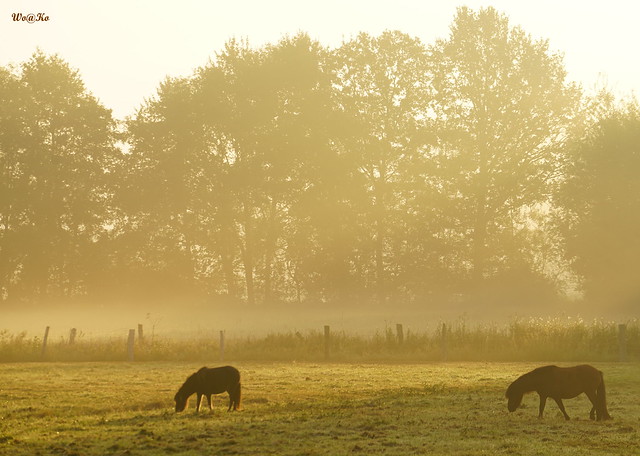 Grazing horses at sunrise