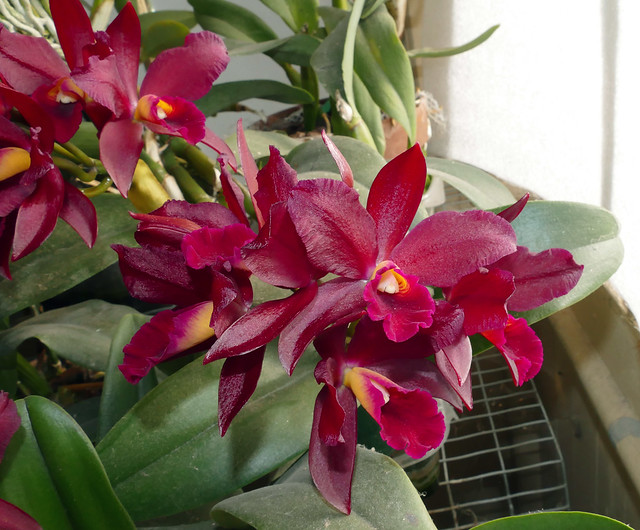 Cattlianthe Tutankamen 'Pop' hybrid orchid