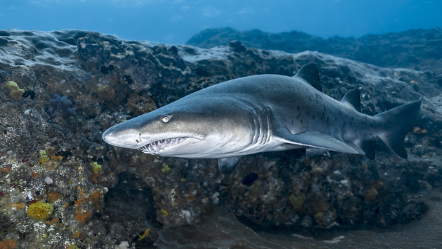 Sand tiger shark - Requin taureau (Carcharias taurus)