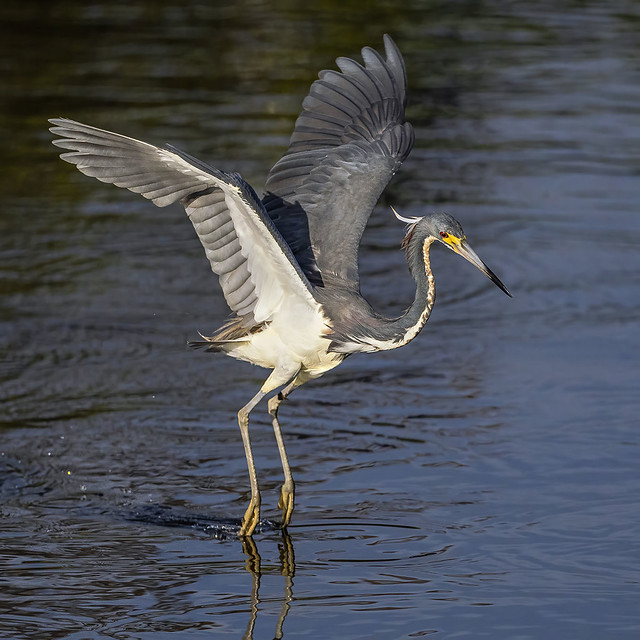 Tricolored Heron in flight, fishing. Wakodahatchee Wetlands.