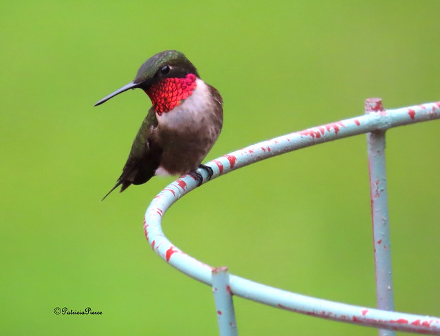male ruby-throated hummingbird1