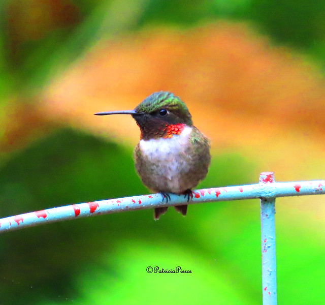 male ruby-throated hummingbird2