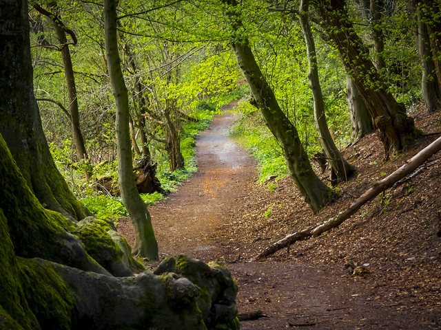 Waldweg / Forest Path