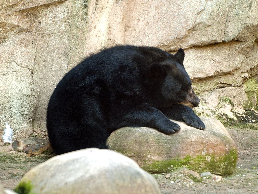 Memphis Zoo 09-02-2010 - Black Bear 8