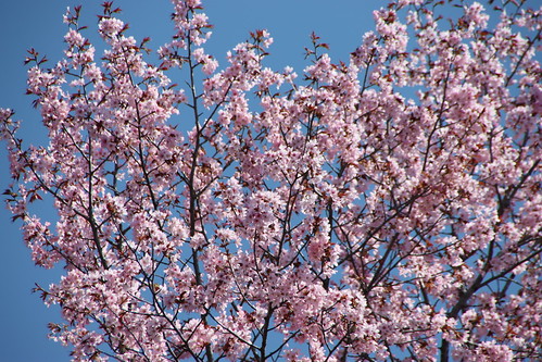 バラギ湖畔の桜