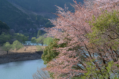 東牟婁郡 和歌山県 japan 桜 cherry 夕景 sunset