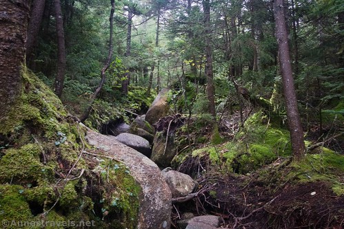 An example of the terrain along the Santanoni Peak Express Trail, High Peaks Wilderness, Adirondack Park, New York
