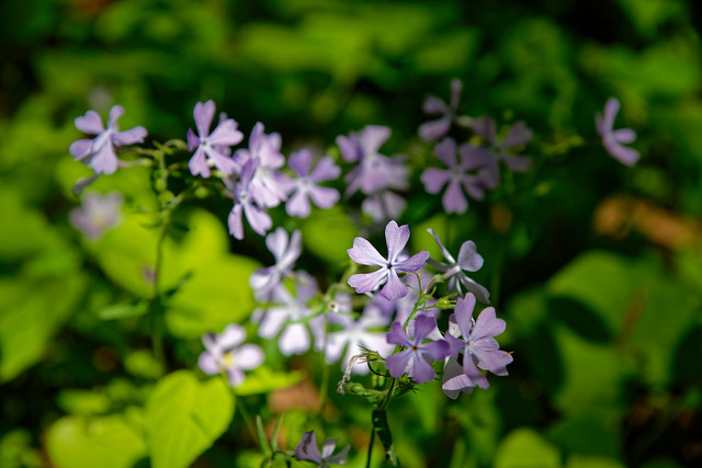 Wild Blue Phlox Caught in the Morning Light of a New Day (New River Gorge National Park & Preserve)