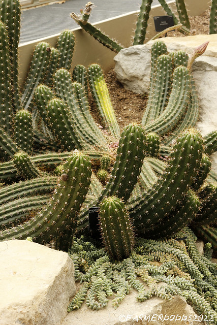 Echinopsis Candicans 'Argentine Giant'