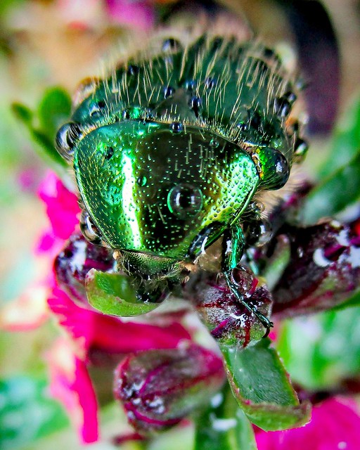 (Cetonia aurata)                              Rose Chafer                                   (Please read my poetry)              (Explore #140)