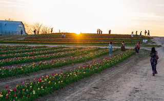 Burnside Tulip Farm 2022