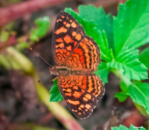 Tropical Butterfly in Montanita Ecuador