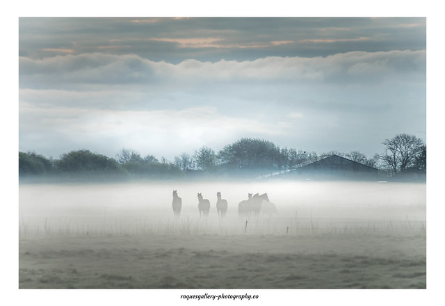 Pferde im Bodennebel   Horses in the ground fog