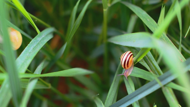 Bänderschnecke - banded snail