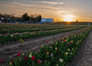 Burnside Tulip Farm 2022