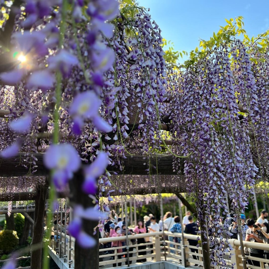 Gorgeous wisterias bloom in Tokyo. #japanculture #flowerslovers #wisteria #springvibes #purple #springinjapan #japaninspring #japanflower #japantravel #tokyo #japan