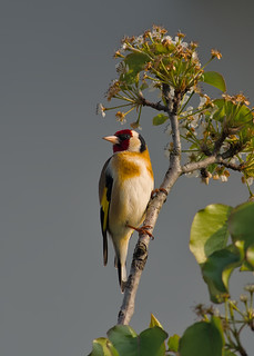 Goldfinch on its branch