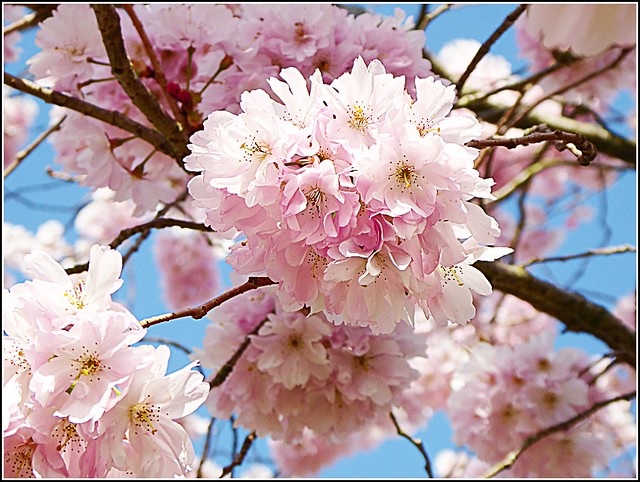 Pink Blossom ..( Close Up )