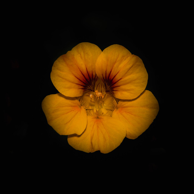 Yellow Nasturtium