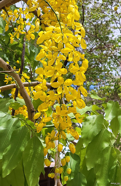 Golden Rain Tree, San Juan del Sur, Nicaragua