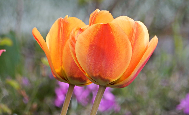 Sonnengelbe Tulpen...