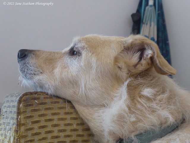 My 2022: one photo each day. 123/365 Dog (day) Dreamer.