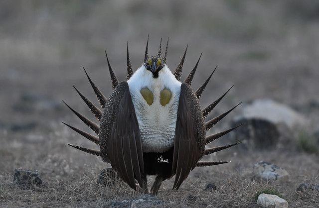 Greater Sage Grouse on Display - 7054b+