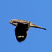 Flickr photo 'Common Nighthawk (Chordeiles minor)' by: Mary Keim.