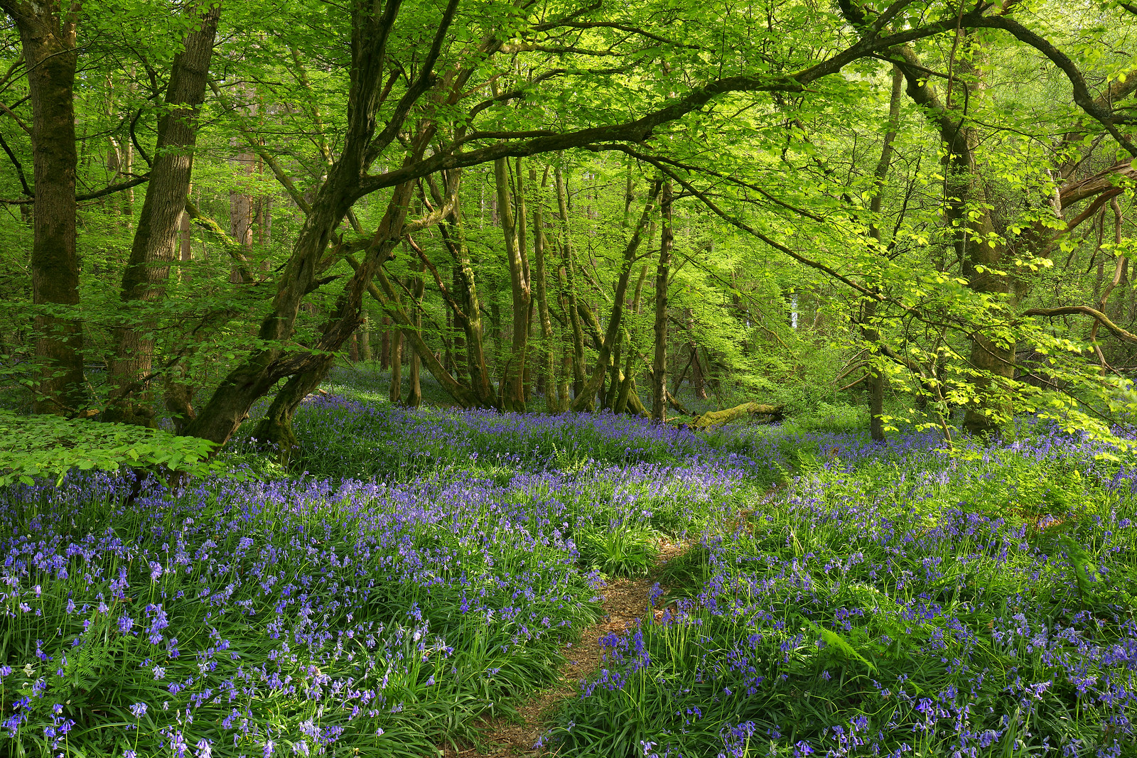 Woodland Glade Bluebells