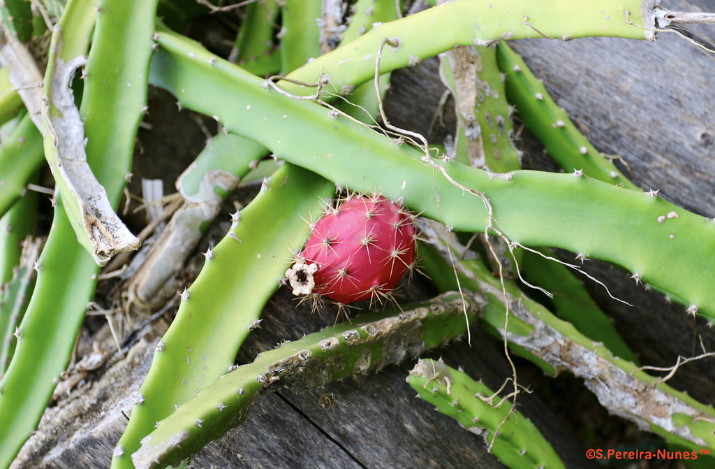 An isolated Dragon Fruit, Uma pitaia solitária, Forest Hills, Jandira-São Paulo, Brazil