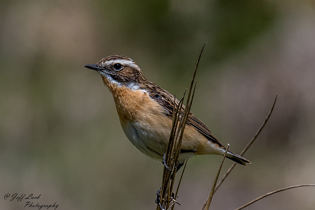 DSC1946  Whinchat...