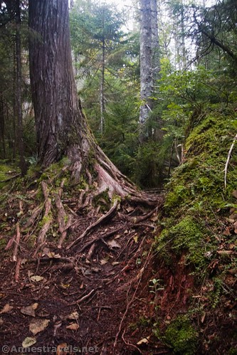 Tree roots on the Santanoni Peak Express Route, High Peaks Wilderness, Adirondack Park, New York