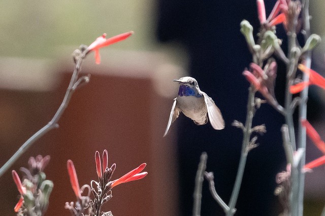 Immature Costa's Hummingbird