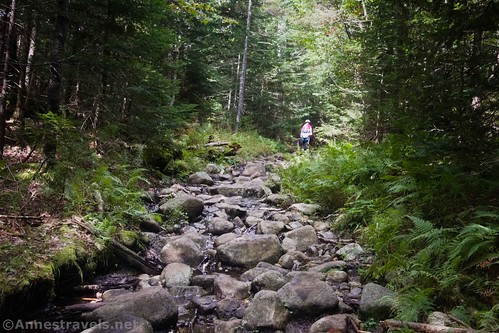 Bradley Lake Trail, High Peaks Wilderness, Adirondack Park, New York