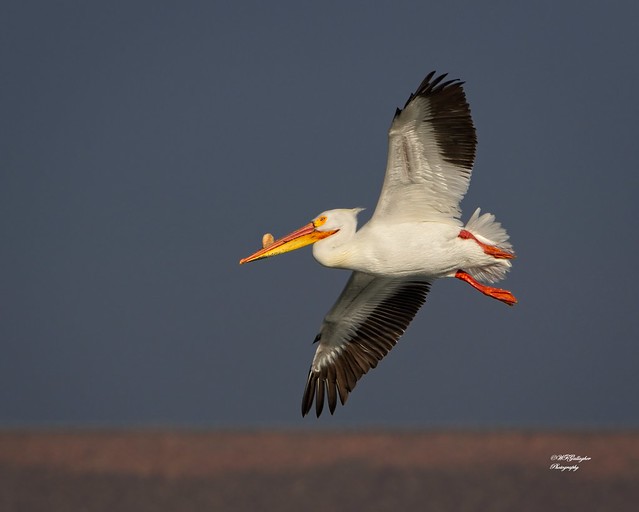 White Pelican Banking Right