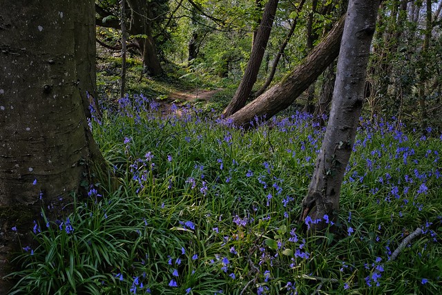 Bluebells in The Woods.