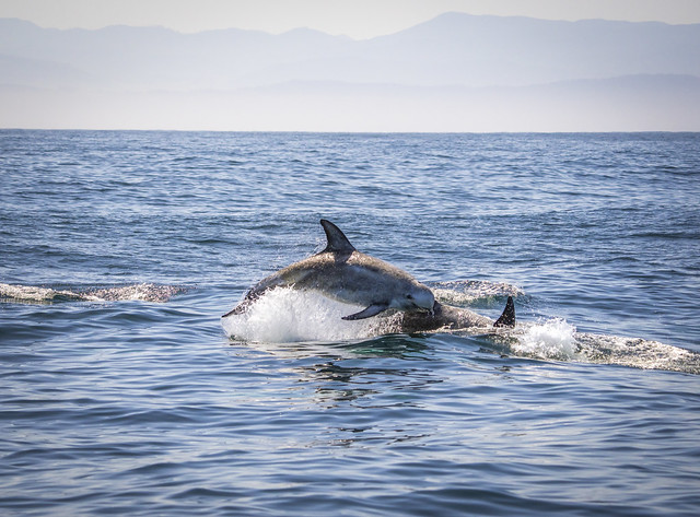 Rizzo Dolphins Swimming Porpoising  Monterey California! Marine Wildlife Landscape Seascape Ocean Art Photography! Sony Alpha 1 & Sony FE Telephoto Zoom 70-200mm f/2.8 GM OSS E-Mount Lens SEL70200G ! 45EPIC Elliot McGucken Sony A1 ILCE-1!