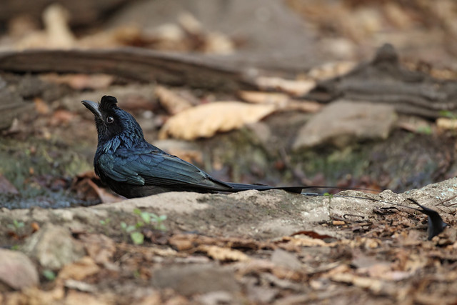 20120307_0068