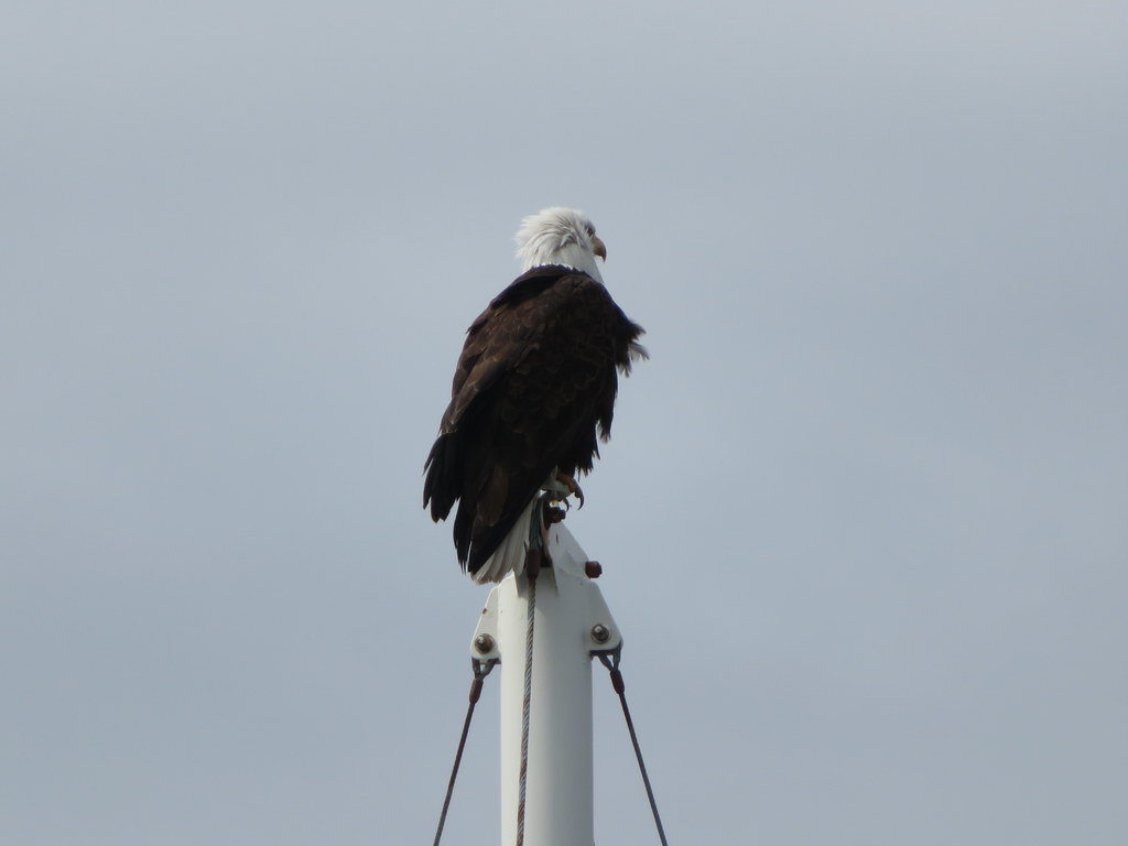 Eagle keeping watch.