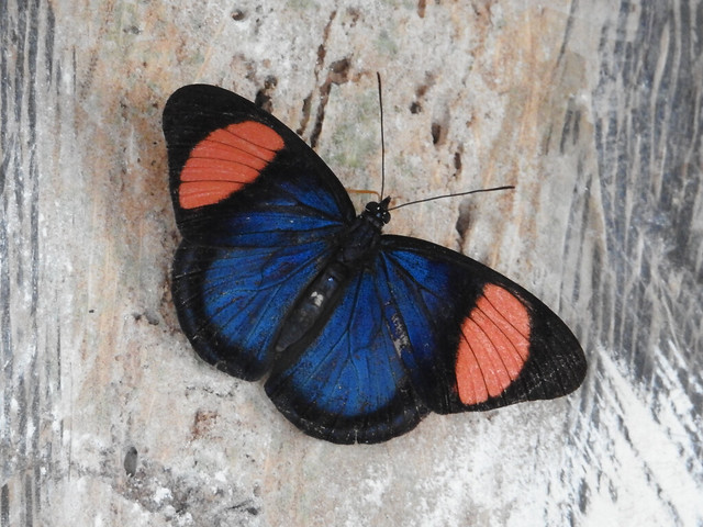 Fauna: Blue Butterfly (Batesia hypochlora)