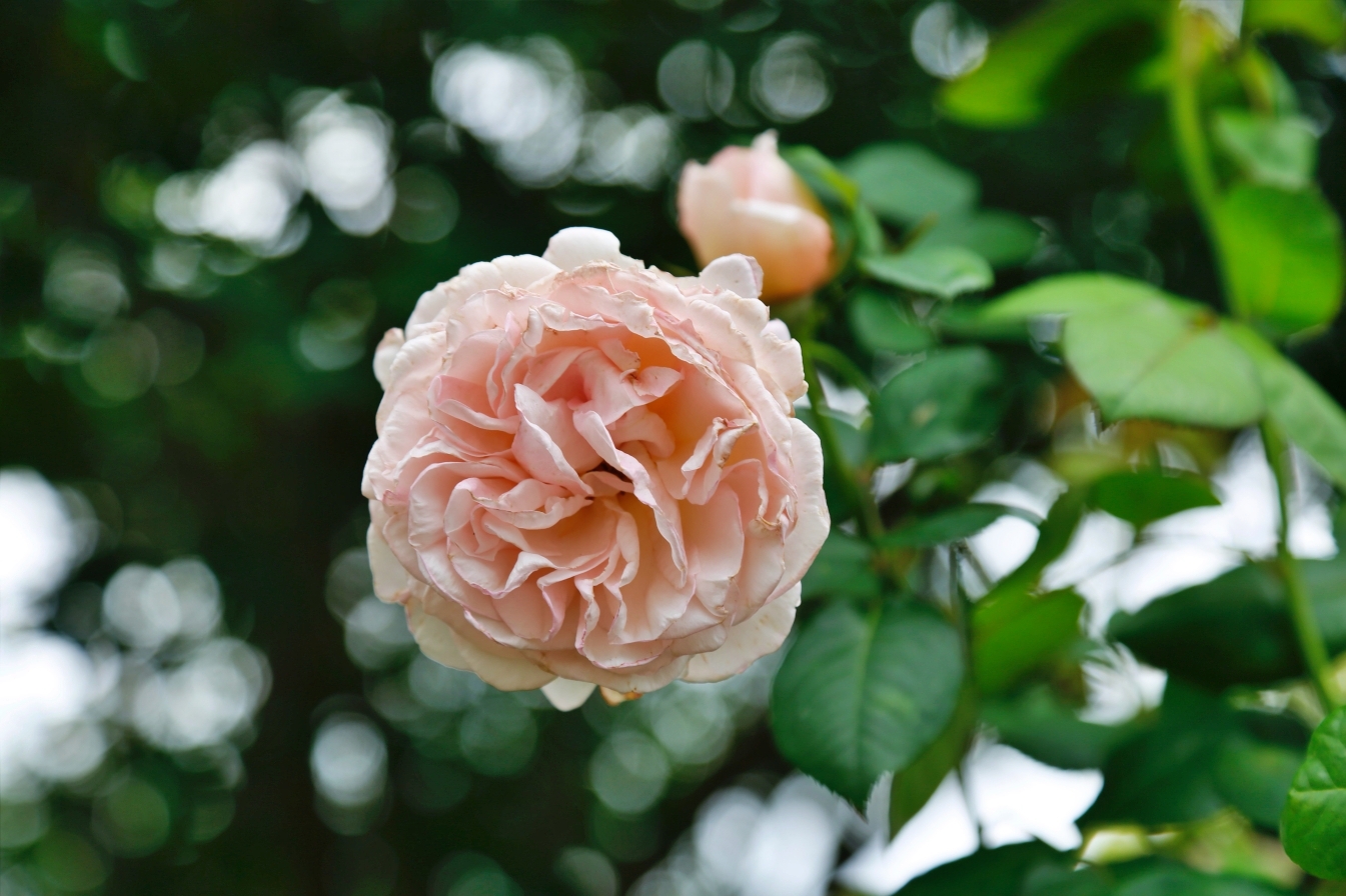 [大溪景點]Emmie的南法玫瑰園|歐式庭園七彩玫瑰盛開中~透明玻璃屋景觀餐廳 @VIVIYU小世界