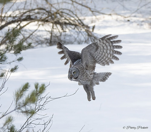 great gray owl | by Pattys-photos