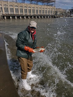 Photo of man holding a tagged fish in the river near a large dam