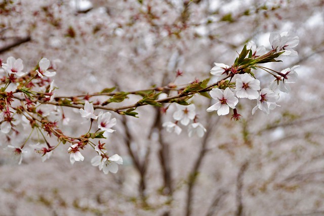 Jackson Park - cerisiers japonais 3