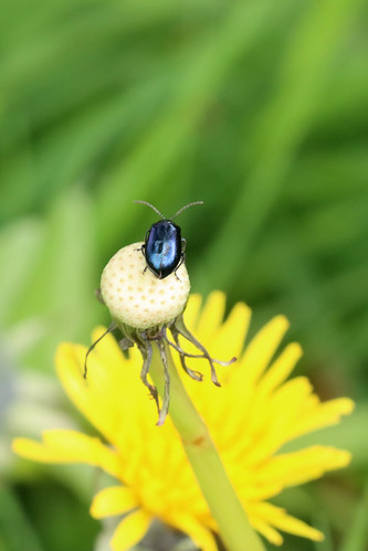 Agelastica alni | by Roy Lowry